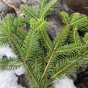 富山県産 無農薬 ドイツトウヒ ネコポスいっぱい