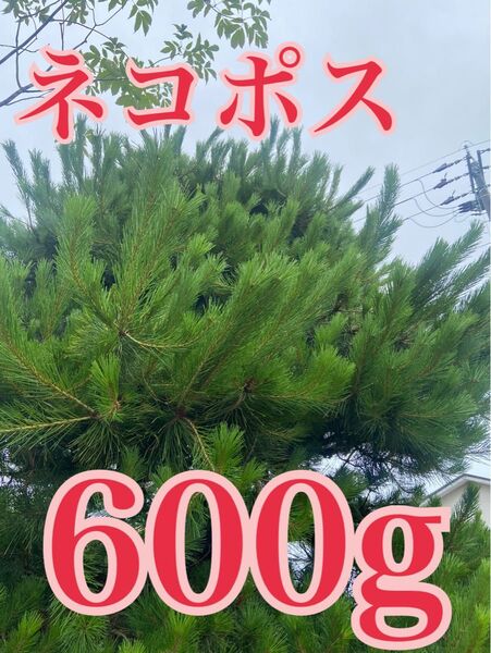 富山県産 赤松 黒松ネコポスいっぱい