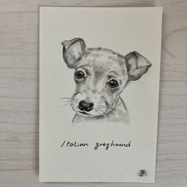 鉛筆画 イタグレ 手描きイラスト ポストカード 犬の絵