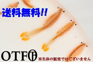 ホウネンエビ　ビーバーテール　フェアリーシュリンプ　（Beavertail fairy shrimp）5ピース