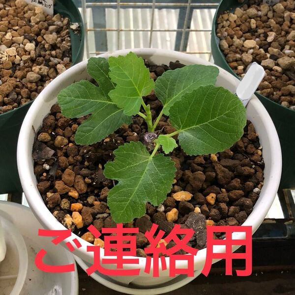 いちじく 連絡用途出品