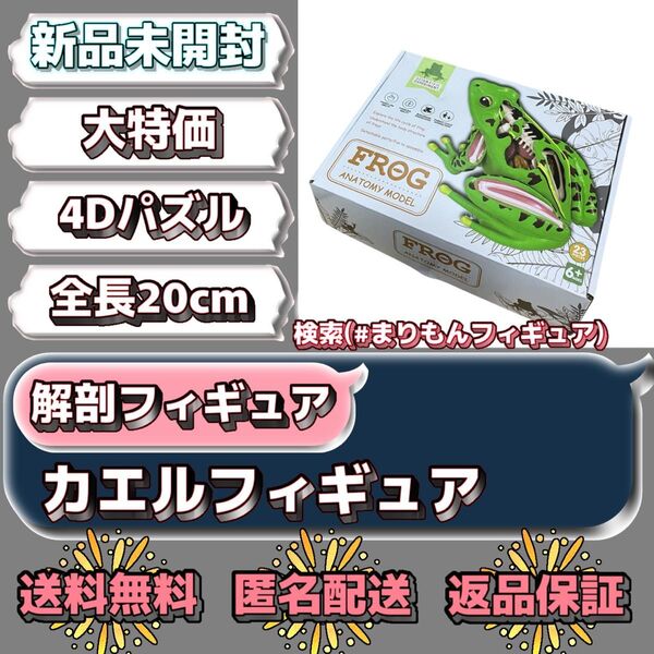 【新品未開封】カエル 解剖モデル 解剖模型 骨格 立体パズル