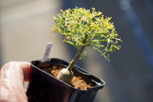 Yahoo!オークション -「feather」(サボテン) (観葉植物)の落札 Yahoo!オークション -「feather」(サボテン) (観葉植物)の落札