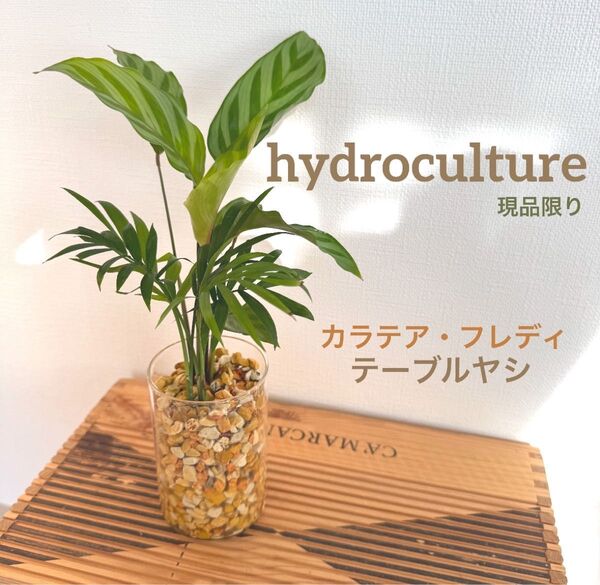 カラテアフレディ テーブルヤシ 観葉植物 ハイドロカルチャー 水耕栽培 寄せ植え