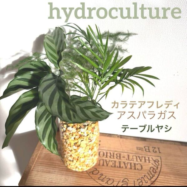 カラテアフレディ テーブルヤシ 観葉植物 ハイドロカルチャー Lサイズ 寄せ植え アスパラガス アスパラ