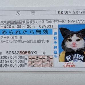 なめ猫 なめねこ なめんなよ猫 かわいい 癒し ネコ 免許証風 可愛い ブロマイド 猫