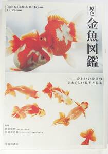 Диаграмма золотого корабля основного цвета Новая перспектива и предложение для милой золотой рыбки Йоносукэ Кавада 