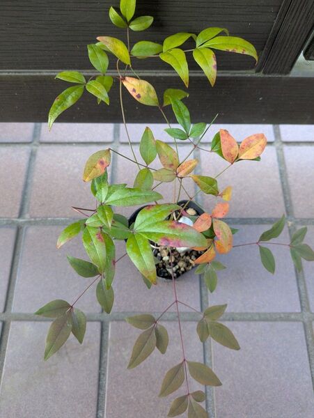 南天【抜き苗】 ※おそらく赤実です