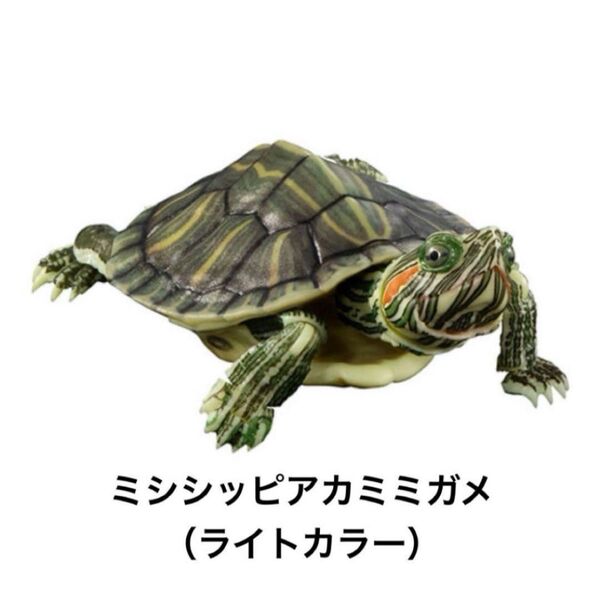 いきもの大図鑑アドバンス かめ カメ 亀 ミシシッピアカミミガメ ライトカラー 未開封 フィギュア