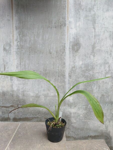 カクチョウラン 交配種 沖縄