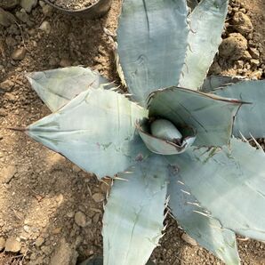 Agave titanota’white ice smooth edge’アガベ チタノタ ホワイトアイス スムースエッジ