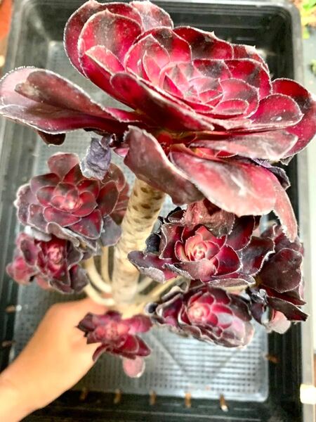アエオニウム 大群生 火麒麟 多肉植物