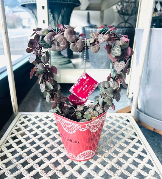 ハートカズラハート仕立て1個 バレンタイン多肉植物