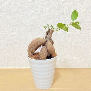 B 観葉植物 塊根植物 ガジュマル 約32cm 4号鉢サイズ