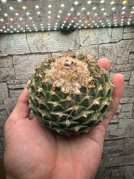 オブレゴニア デネグリイ 大株 実生 超特大