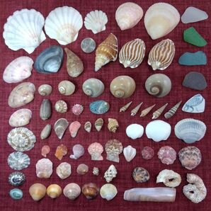 貝殻 二枚貝 巻き貝 各種28種63個シーグラス シー陶器セット No.210