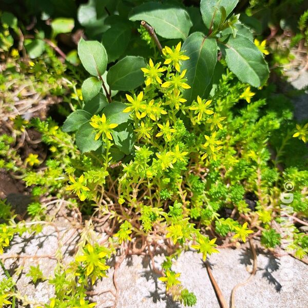 多肉植物 グランドカバー セダム