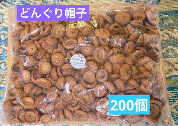 北海道 どんぐり 帽子 レッドオーク サイズミックス 200個