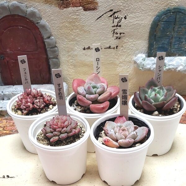 多肉植物5苗セット C20