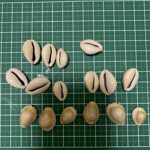 貝殻セット 沖縄