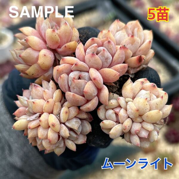 エケベリア ムーンライト 5苗セット 抜き苗 多肉植物 レア