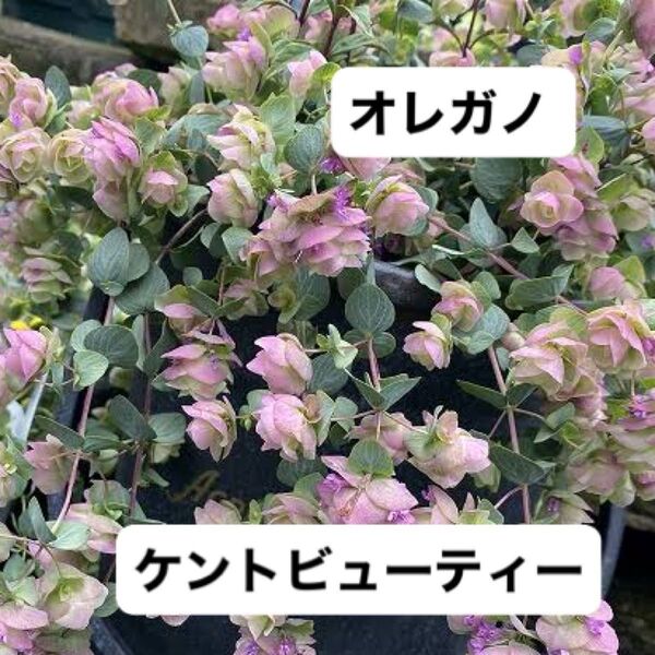 オレガノケントビューティ ドライフラワー向き花苗 寄せ植え・スワッグ・リース・花材向き耐寒性常緑多年草