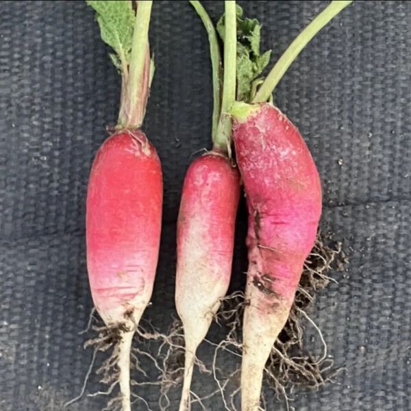 紅白はつか大根 種 大量 ハツカダイコン 二十日大根 ラディッシュ 種子 野菜 簡単 手軽 プランター