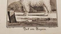 フランスアンティーク 18世紀 ビュフォン（ Buffon ）著『博物誌』から　ヤギ（アンゴラヤギ）の銅版画（マット付）/ジャック・ド・セーヴ_画像7