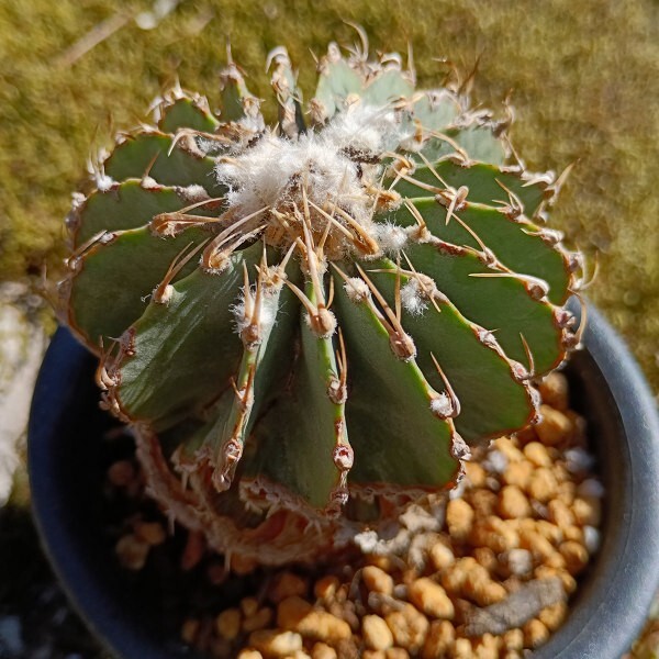 Yahoo!オークション -「メキシカーナ」(サボテン) (観葉植物)の Yahoo!オークション -「メキシカーナ」(サボテン) (観葉植物)の