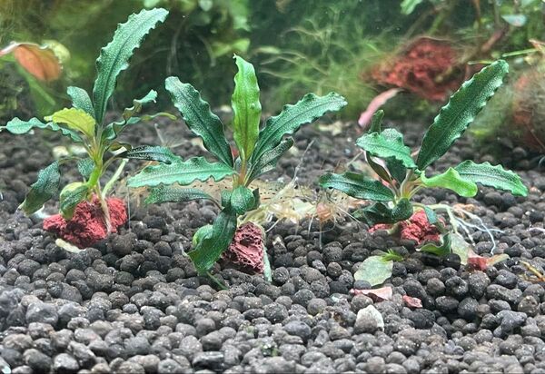 ブセファランドラspビブリス溶岩石付き3個セット