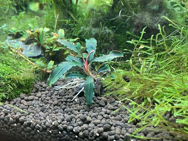 溶岩石付き2個セット!ブセファランドラspクダガン
