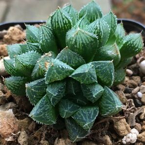 【激安】ミラーボール 群生 子株付き ハオルチア 良株 美株 多肉植物 観葉植物 高品質