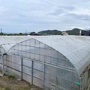 イチジク お問い合せ用 挿木苗 / 接木苗 2025