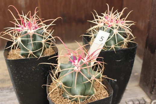 Yahoo!オークション -「サボテン 鯱頭」(サボテン) (観葉植物)の Yahoo!オークション -「サボテン 鯱頭」(サボテン) (観葉植物)の