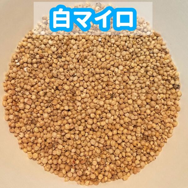 白マイロ 600g