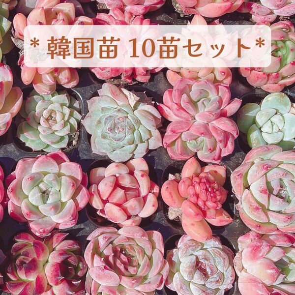 多肉植物 詰め合わせ 10苗セット 韓国苗 寄せ植え用 カット苗 エケベリア