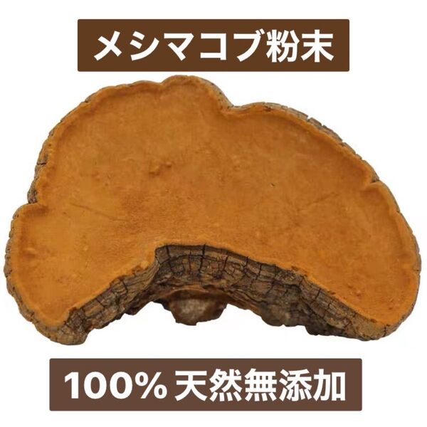 メシマコブ粉末100g 100%天然無添加 桑黄 野生 霊芝 サルノコシカケ桑黄 霊芝 天然無添加 野生 サルノコシカケ