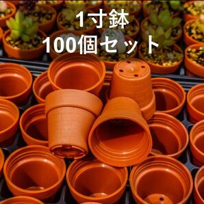 【セール】一寸鉢(1号ポット) 100個セット