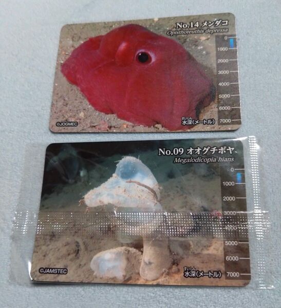 Meiji 生物図鑑グミおまけカード 2枚(メンダコ、オオグチボヤ)