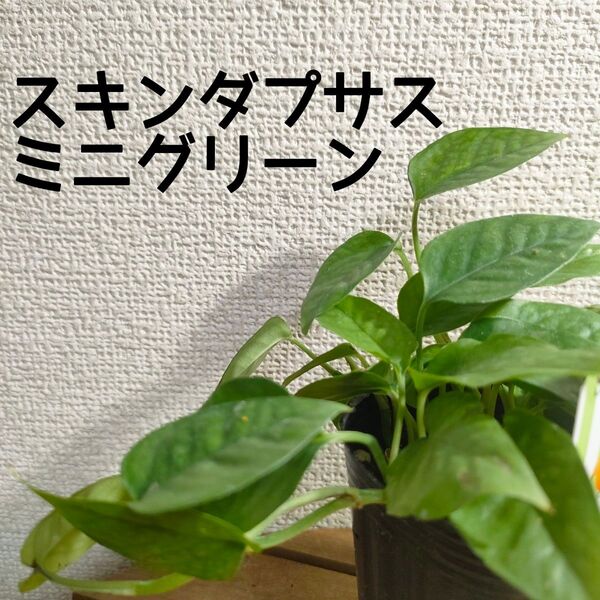 【送料無料】スキンダプサス ミニグリーン 苗A 観葉植物
