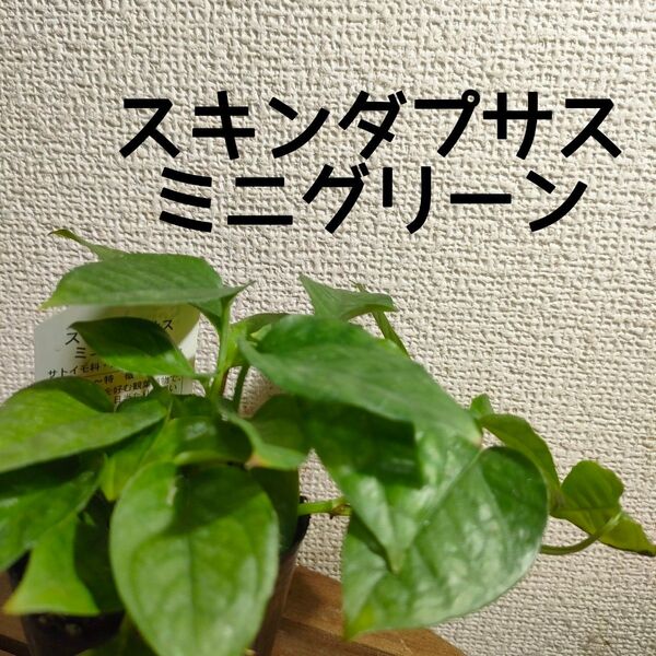 【送料無料】スキンダプサス ミニグリーン 苗B 観葉植物