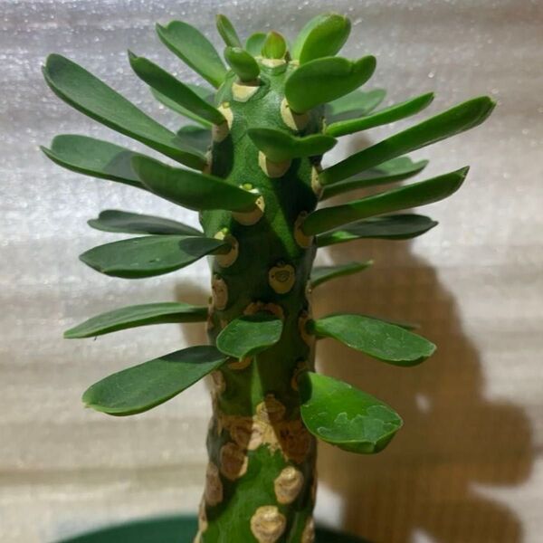 ユーフォルビア ネリフォリア サボテン/多肉植物