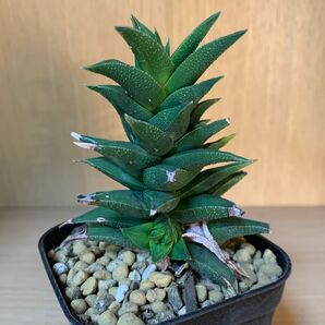 硬葉ハオルチア サボテン/多肉植物