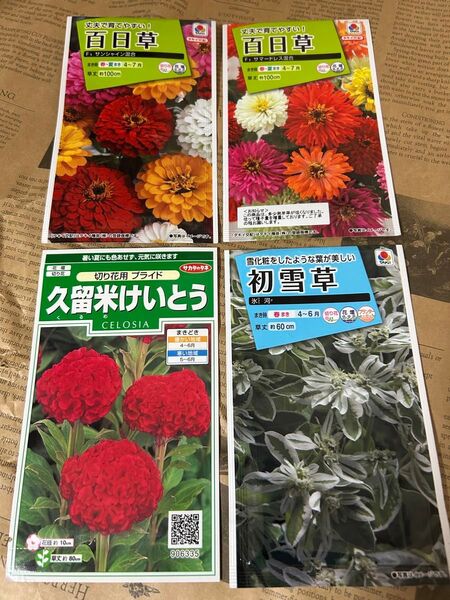 『4袋セット』切り花百日草 久留米けいとう 初雪草 種たねタネ【有効期限切れ】