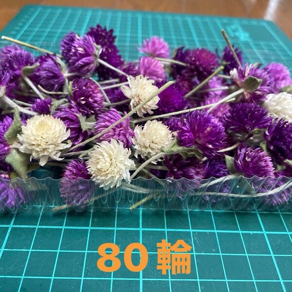 千日紅 茎付き 大輪 ドライフラワー80輪