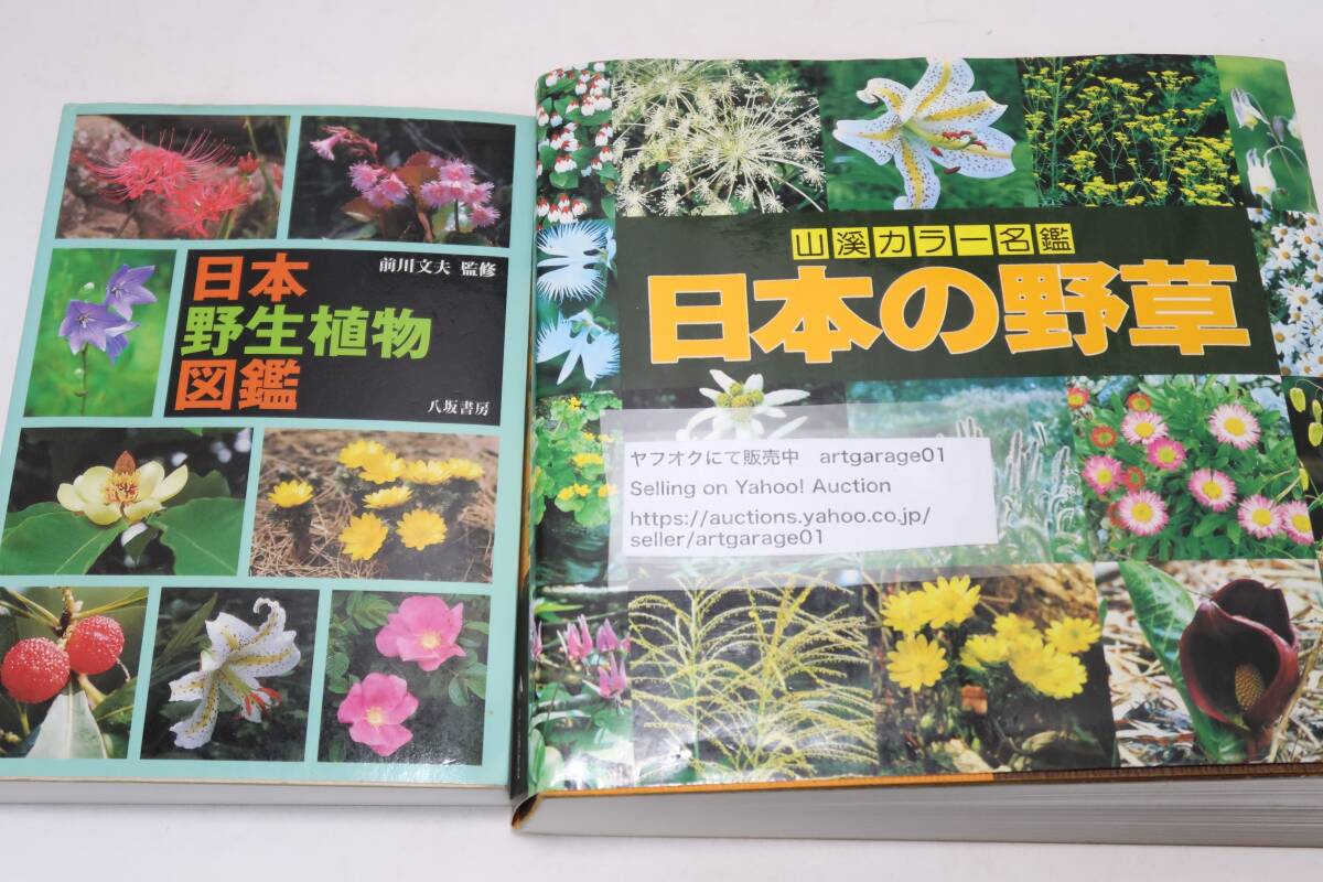 2025年最新】Yahoo!オークション -日本の野生植物の中古品・新品 2025年最新】Yahoo!オークション -日本の野生植物の中古品・新品