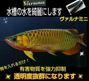 アロワナの飼育者が絶賛！水槽の水が綺麗になります【ヴァルナ15センチ】透明度がアップし有害物質を強力抑制☆生体が活性化！水替え不要に