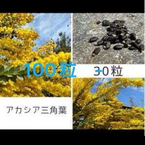 アカシア三角葉 100粒 ミモザアカシア