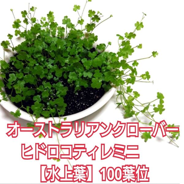 オーストラリアンクローバーヒドロコティレミニ水上葉100葉位