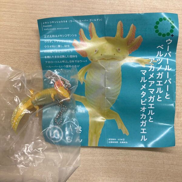 ウーパールーパーとベルツノガエルとアカメアマガエル ウーパールーパー ゴールデン ボールチェーン